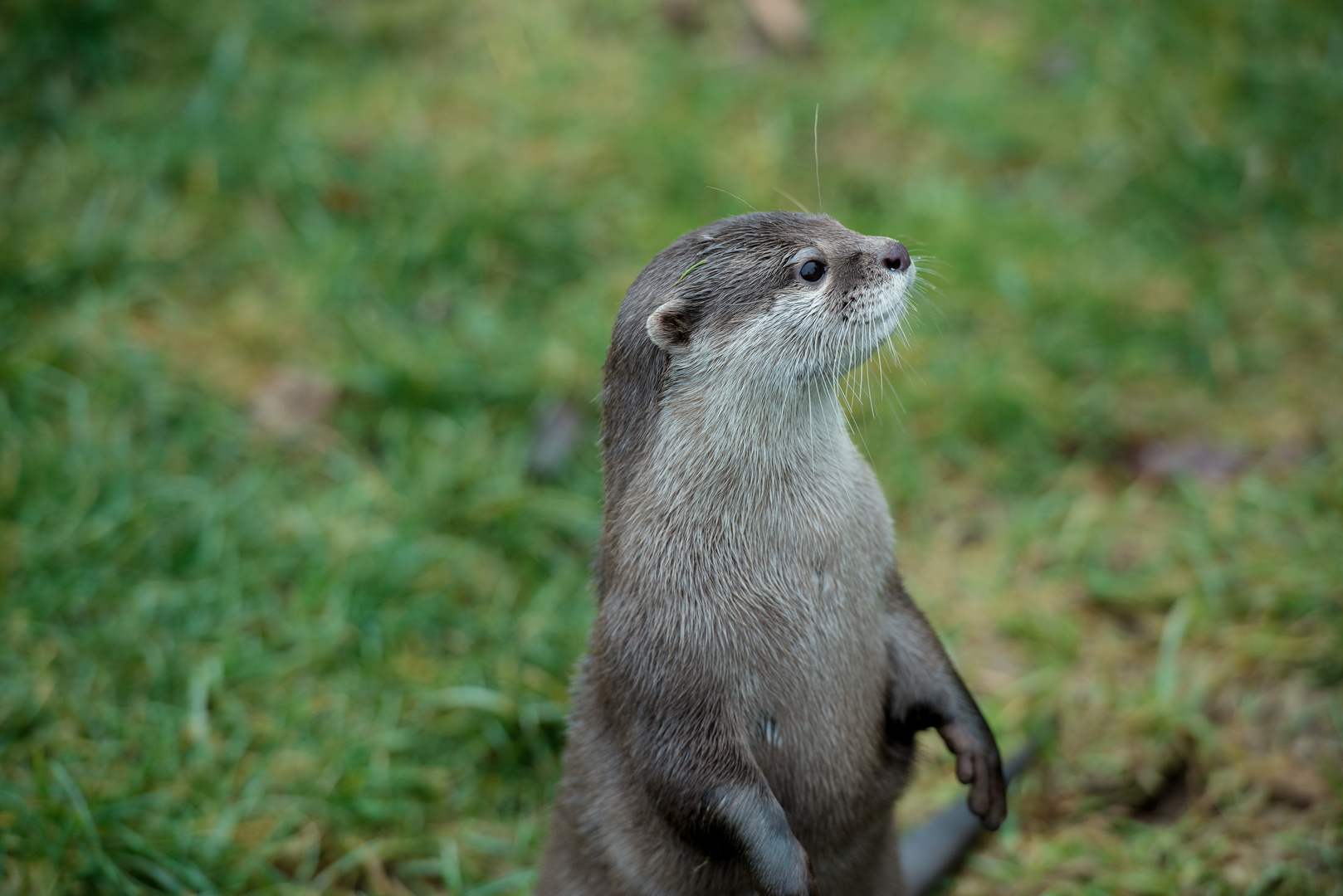 Otter