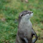 Otter