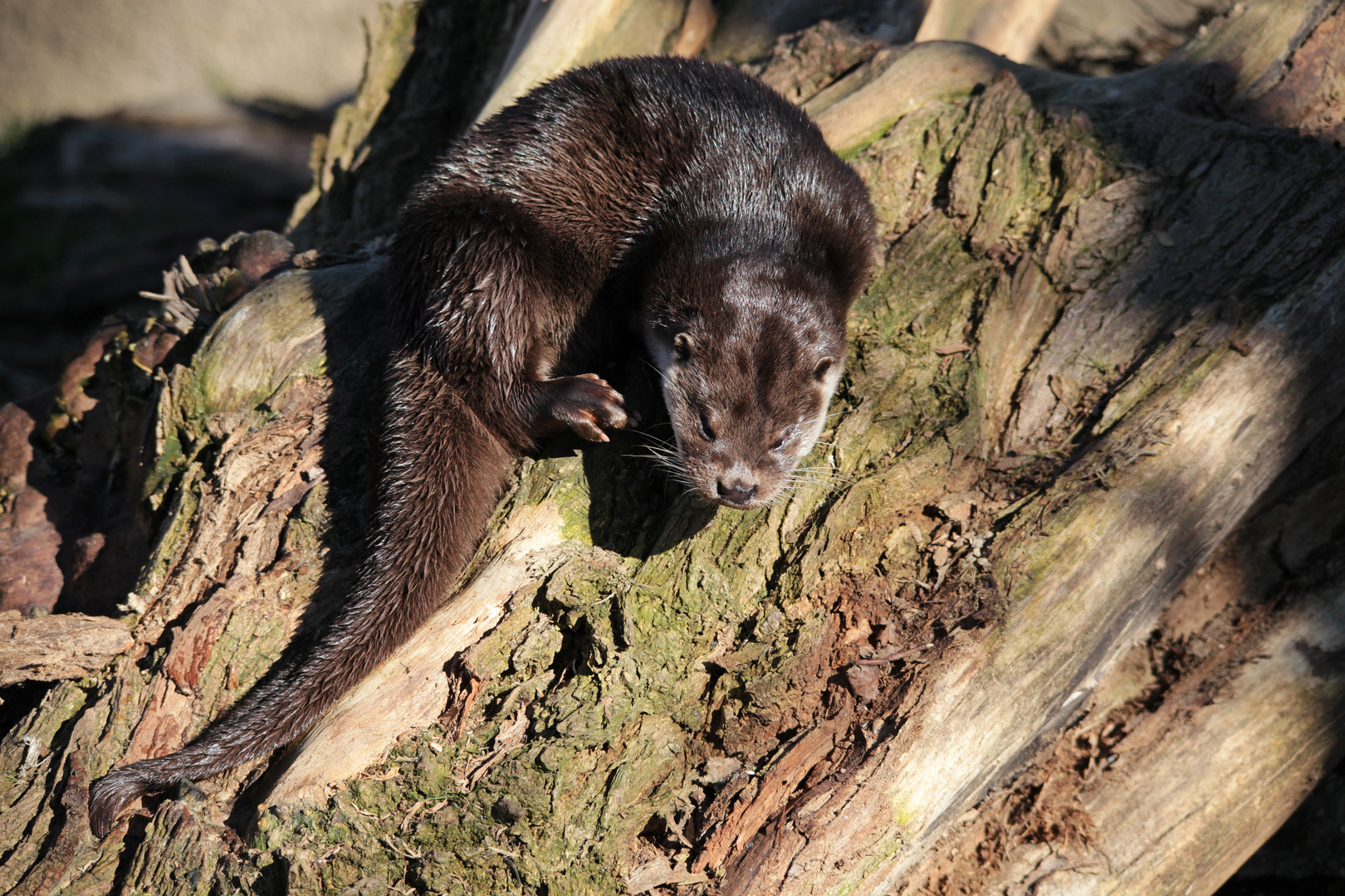 Otter