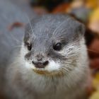 Otter