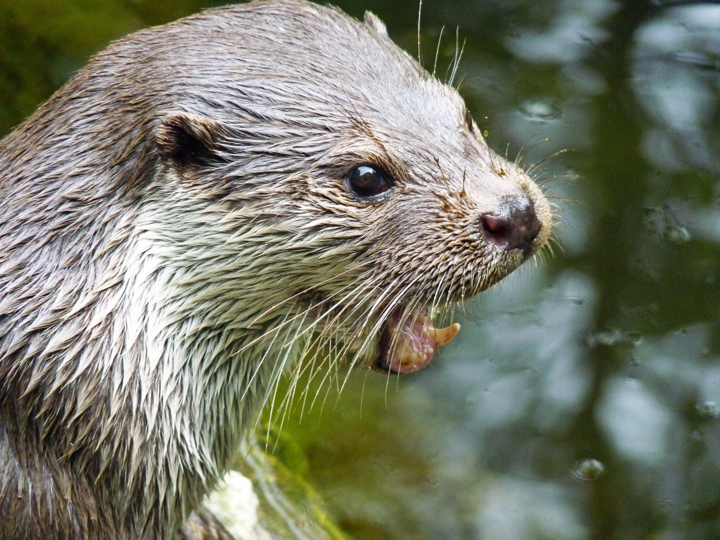 Otter