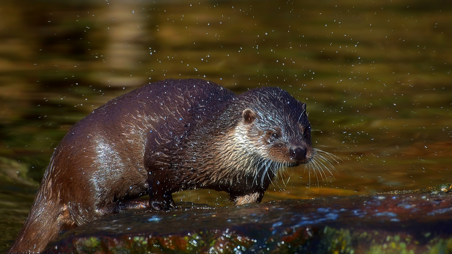 Otter