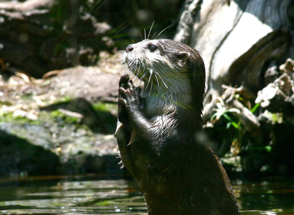 Otter