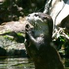 Otter