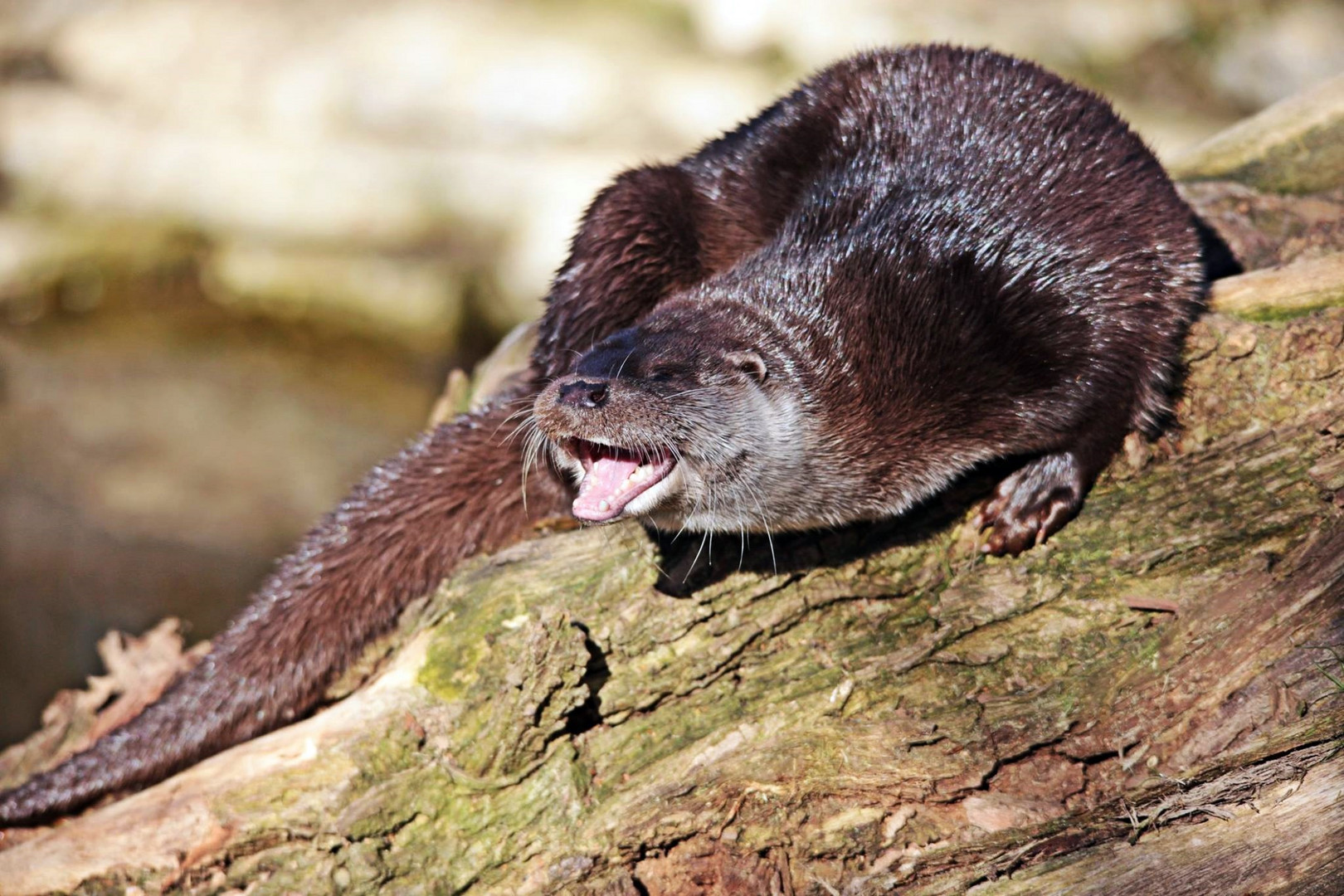 Otter