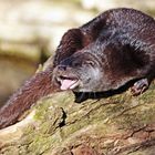 Otter