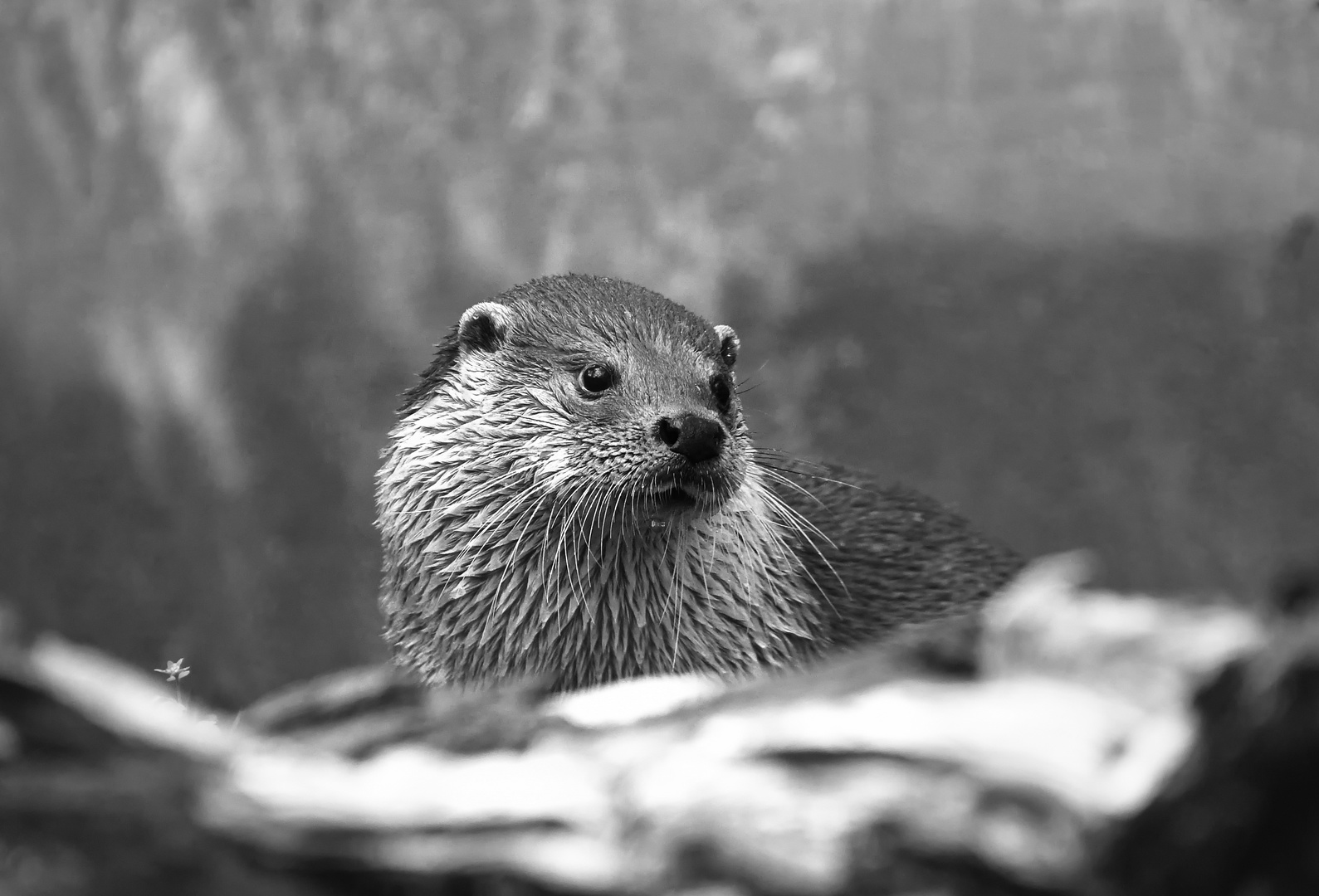 Otter