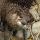 Otter