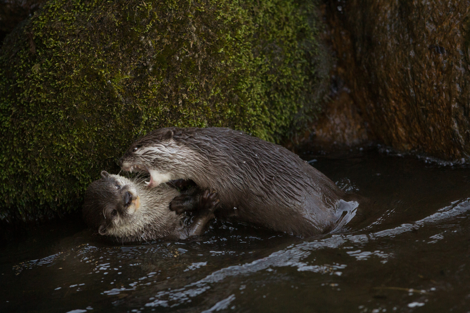 Otter