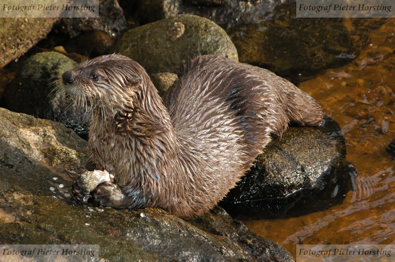 Otter