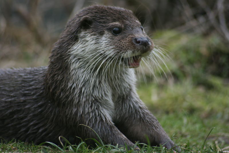 Otter