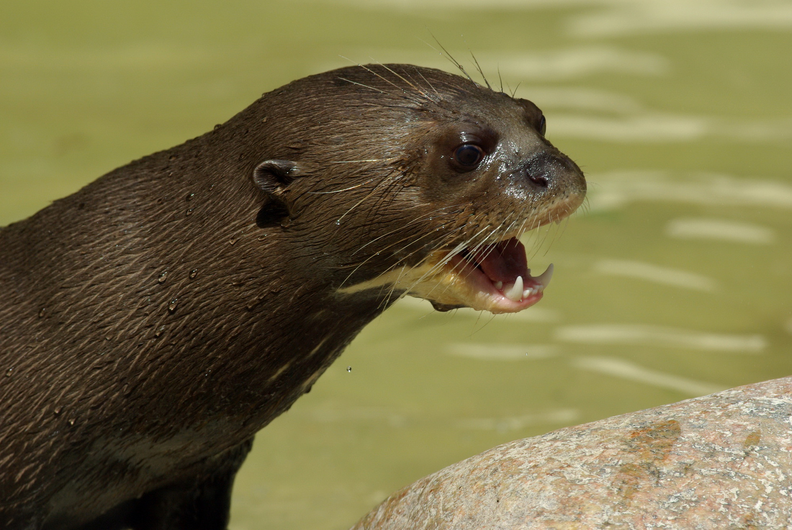 Otter