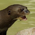 Otter