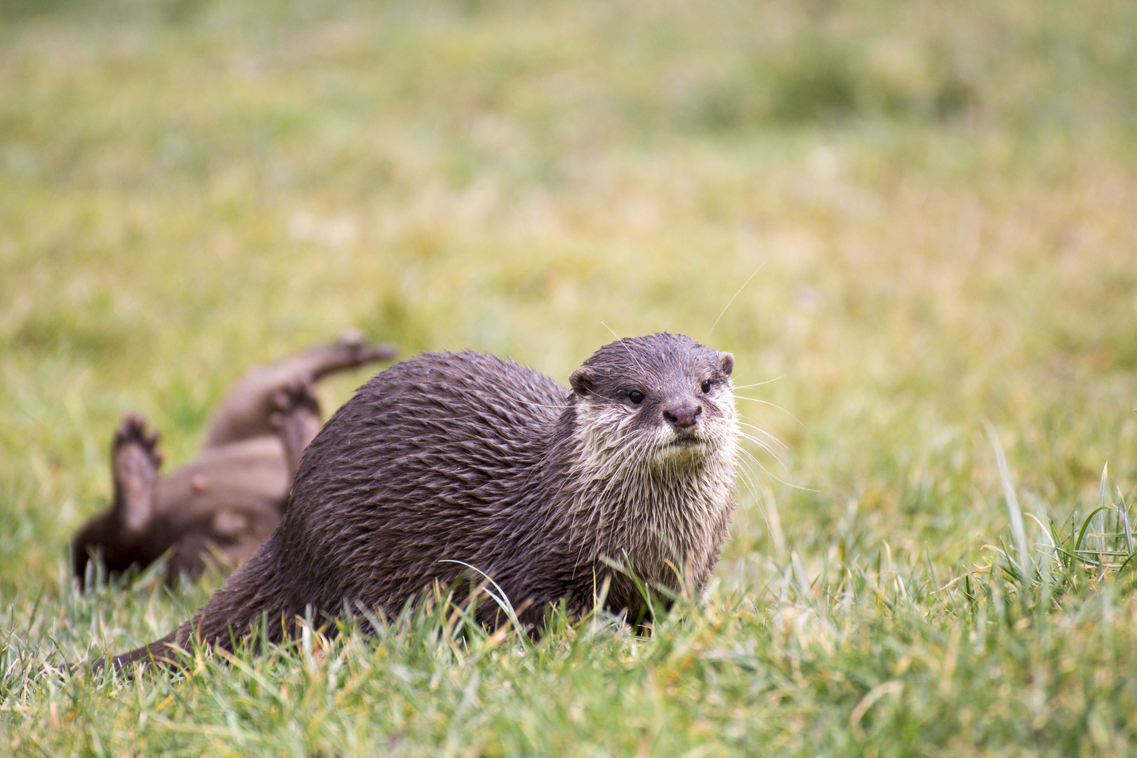 Otter