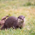 Otter