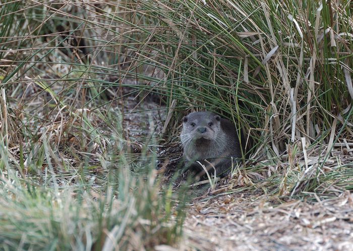 Otter