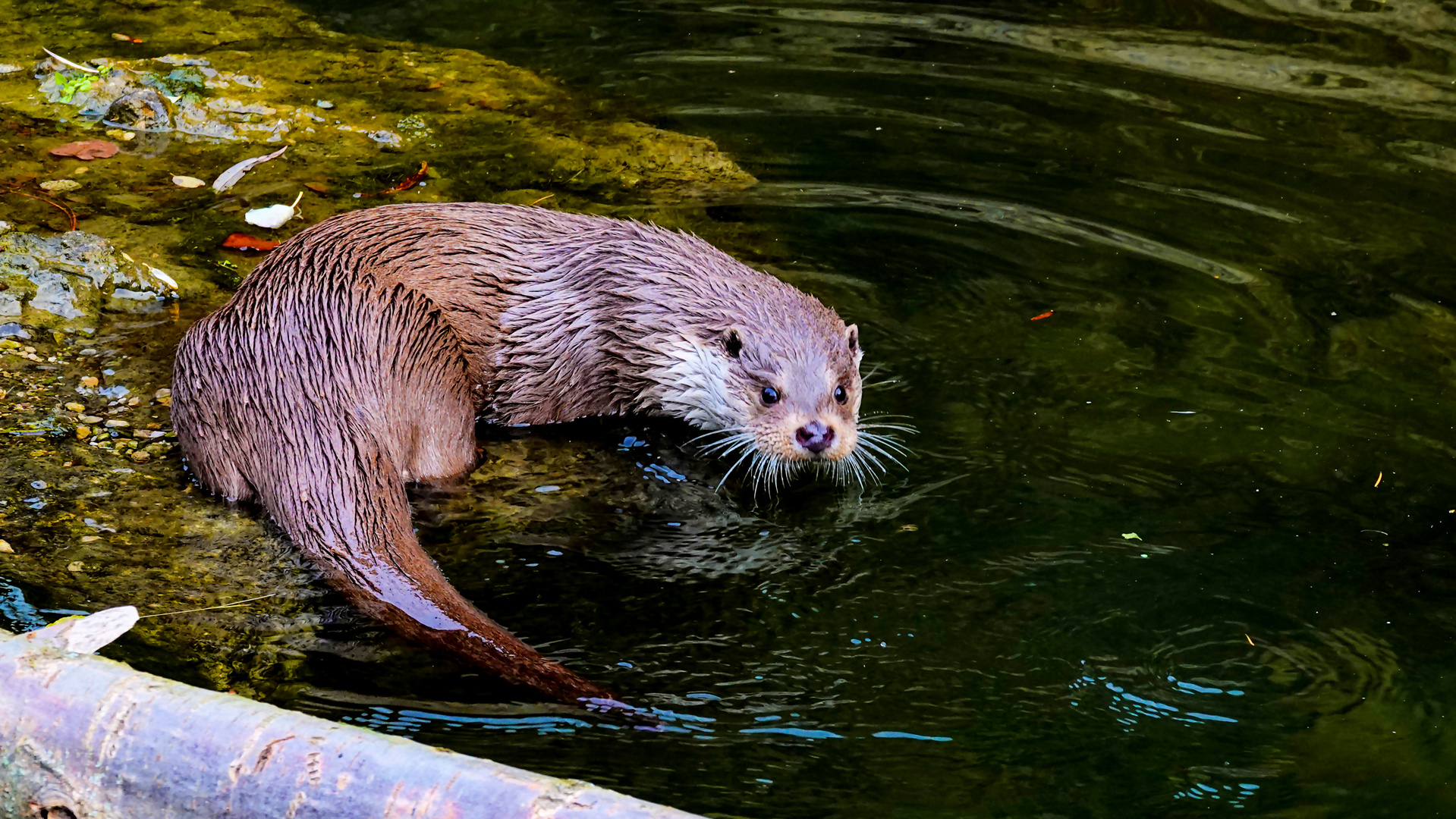 Otter