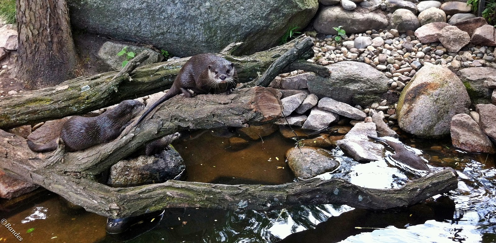 Otter