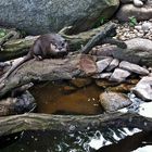 Otter