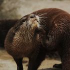 Otter