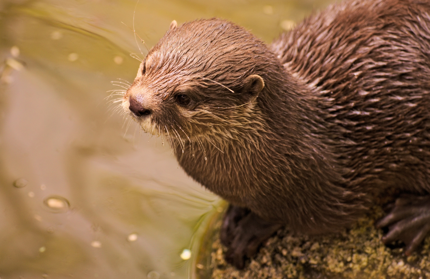 Otter