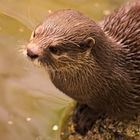 Otter