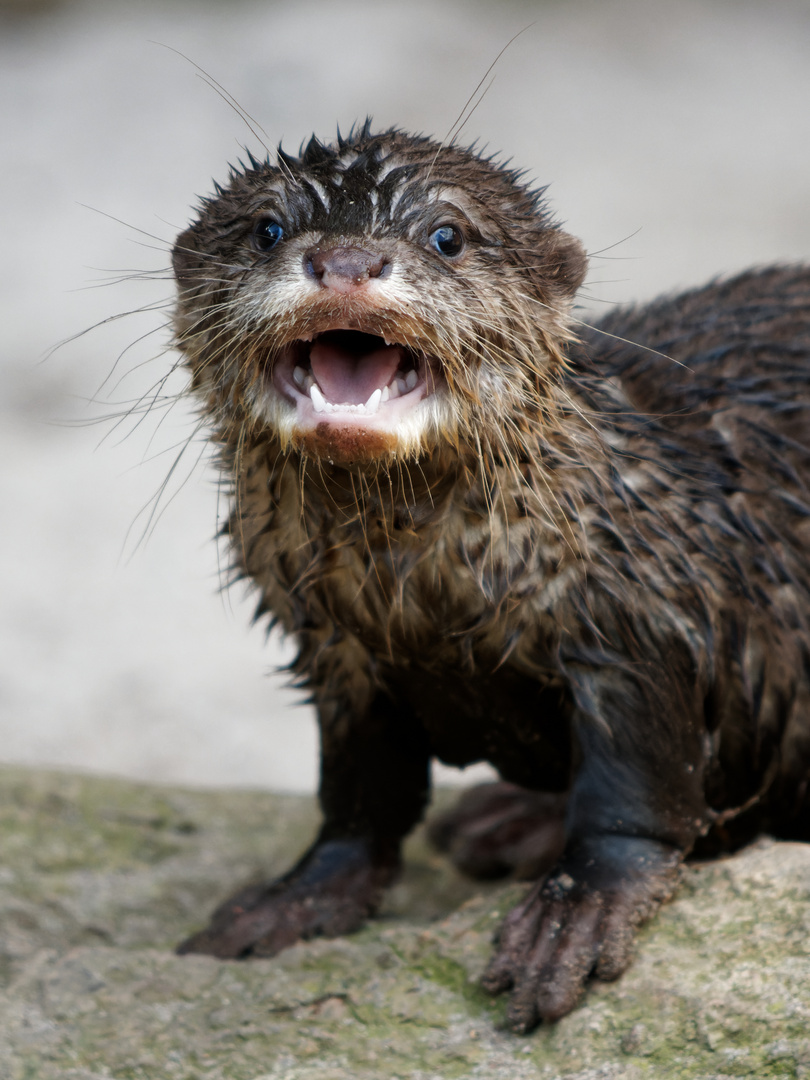 Otter allein da draußen!