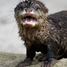 Otter allein da draußen!