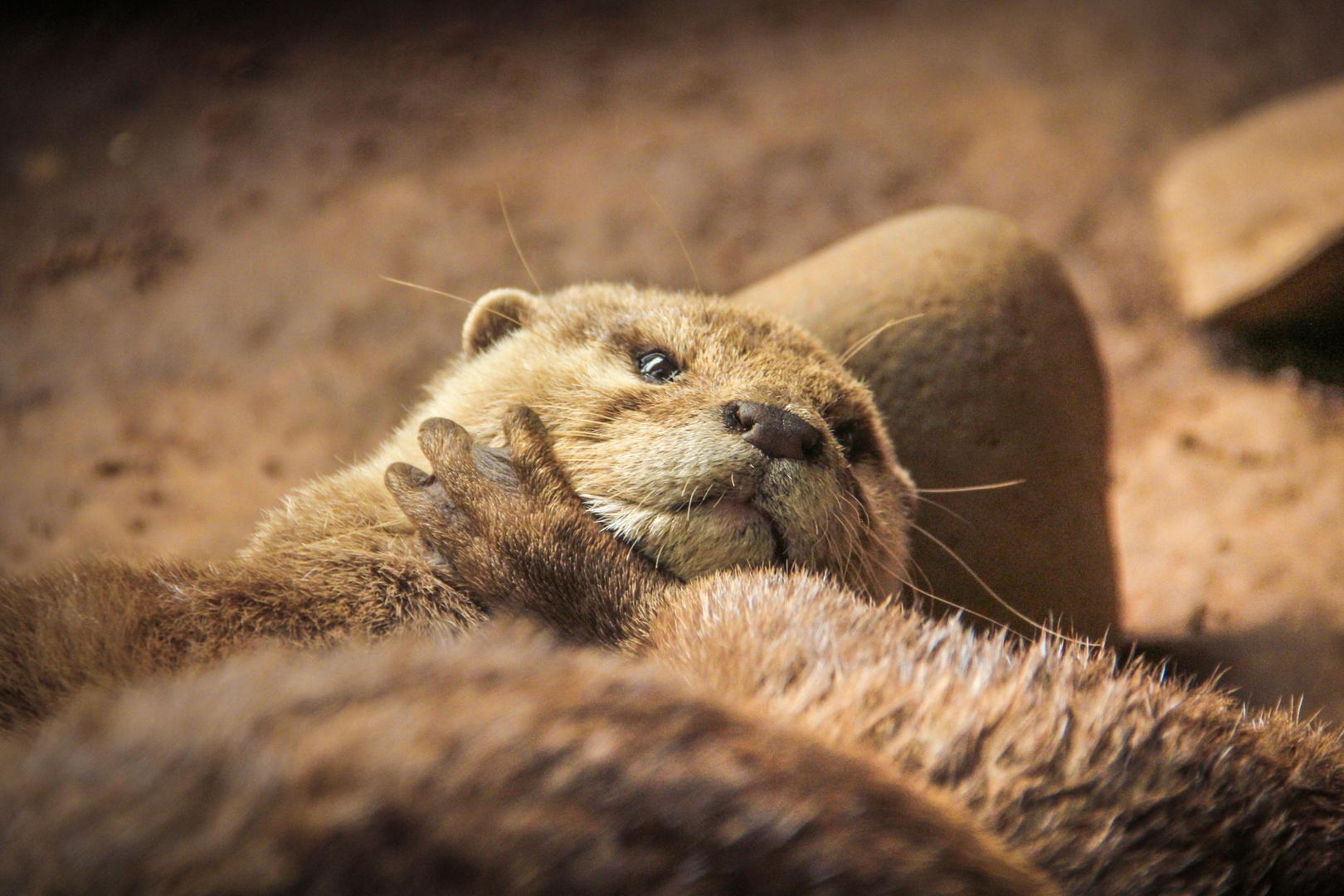 Otter am Morgen