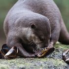 Otter am Muscheln knacken