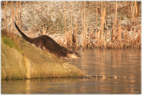 Otter an einem schwedischen See