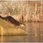Otter an einem schwedischen See