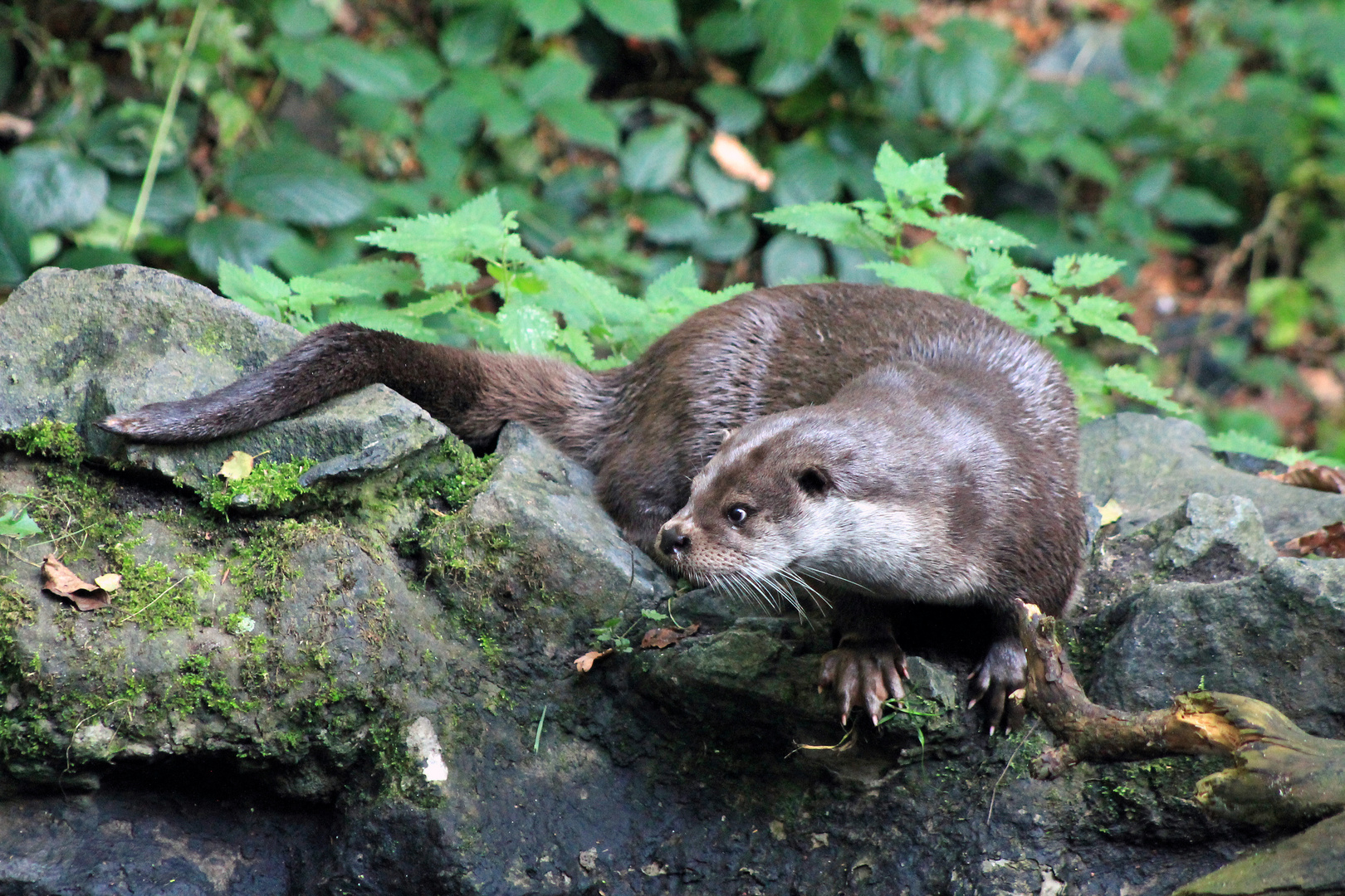 Otter an Land