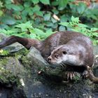 Otter an Land