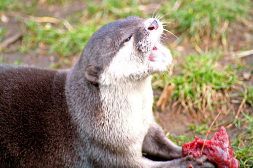 Otter at London Zoo