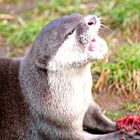 Otter at London Zoo