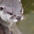 Otter at troppicquarium