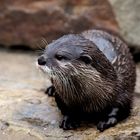 Otter at Wildlife Park Hoddesdon