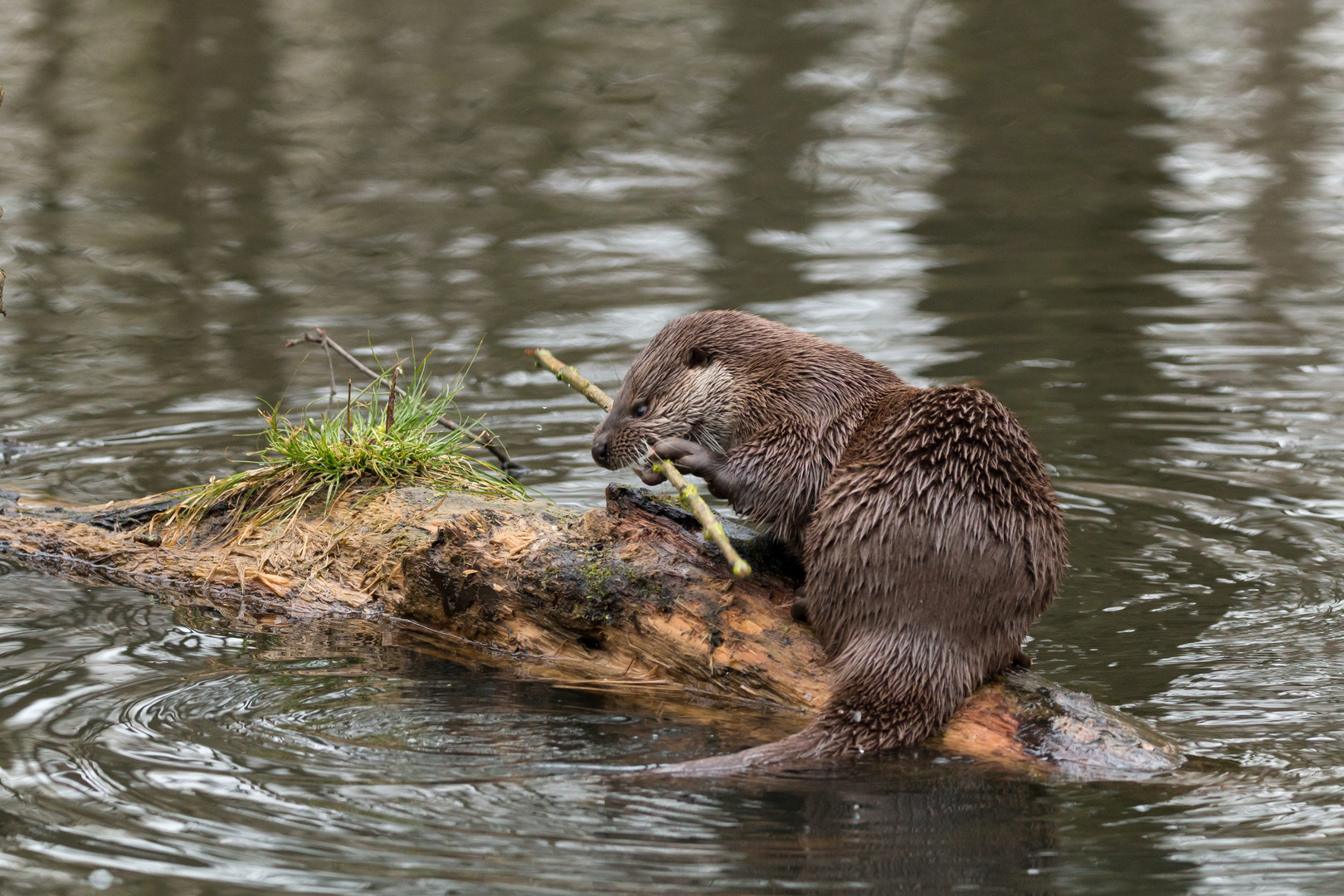 Otter auf Baumstumpf