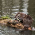 Otter auf Baumstumpf