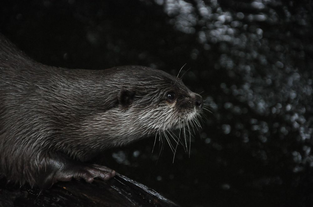 Otter, Auge in Auge