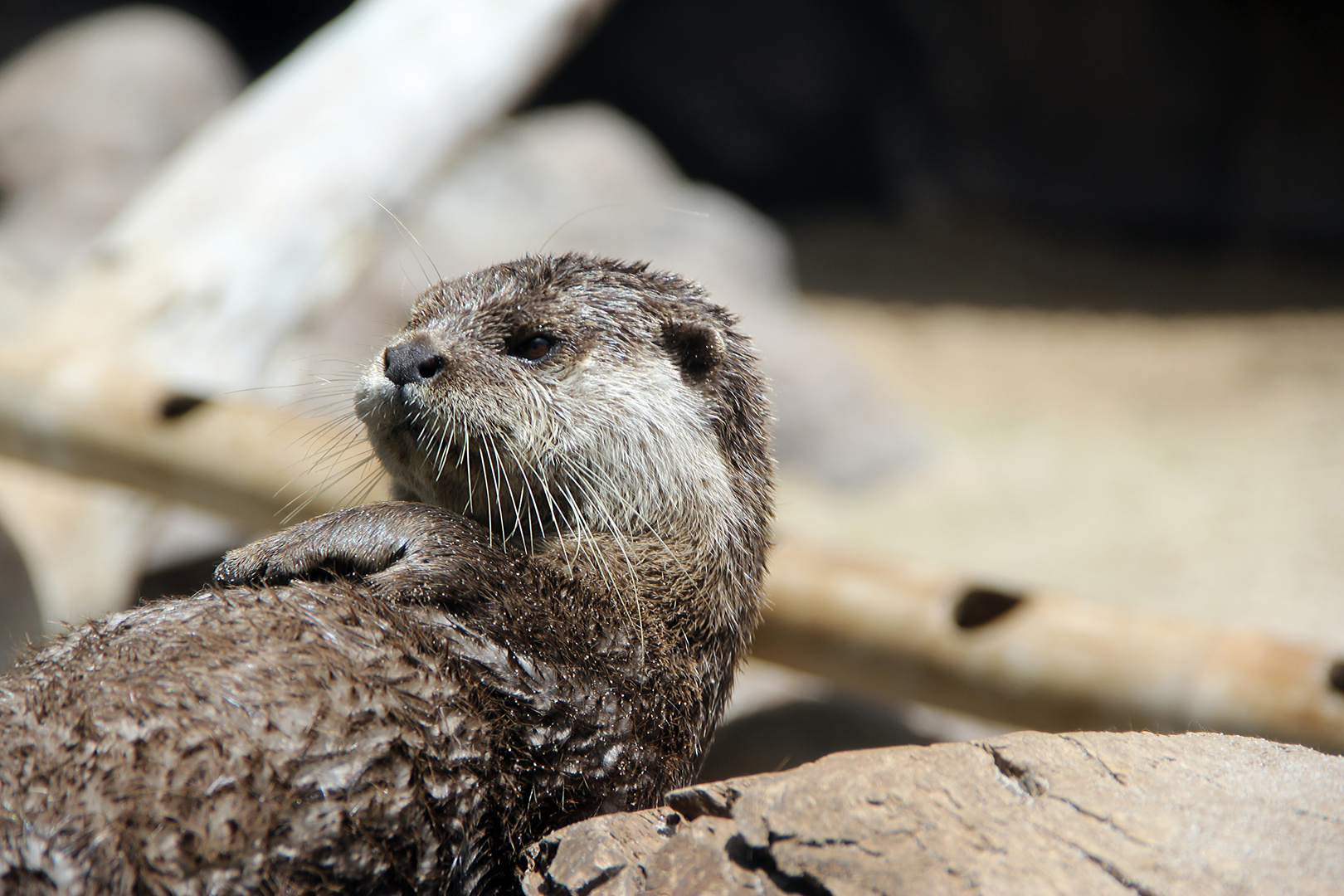 Otter