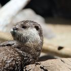 Otter