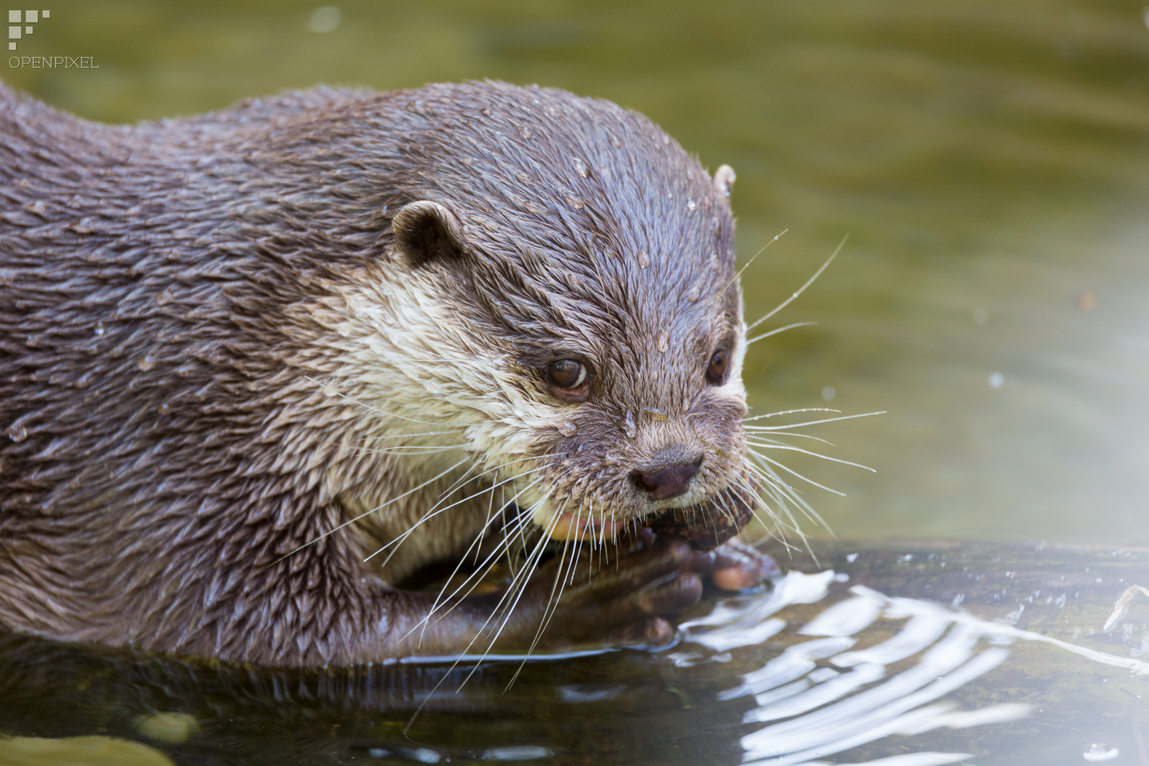 Otter