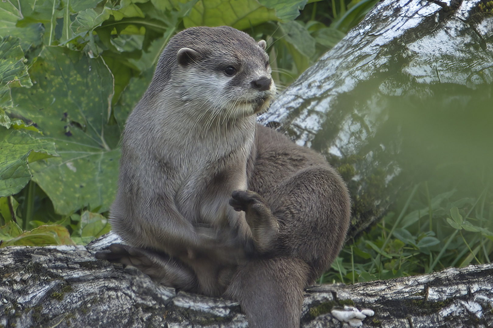 Otter