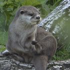 Otter