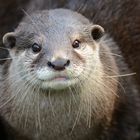 Otter