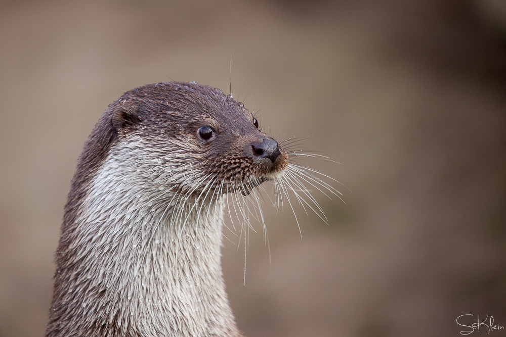 Otter