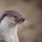 Otter