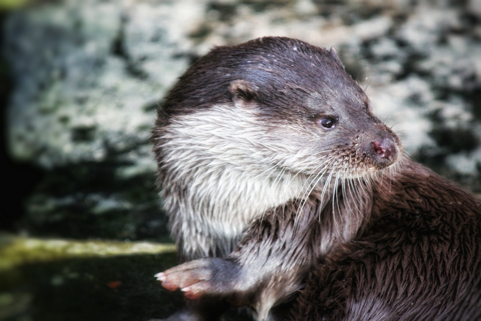 Otter